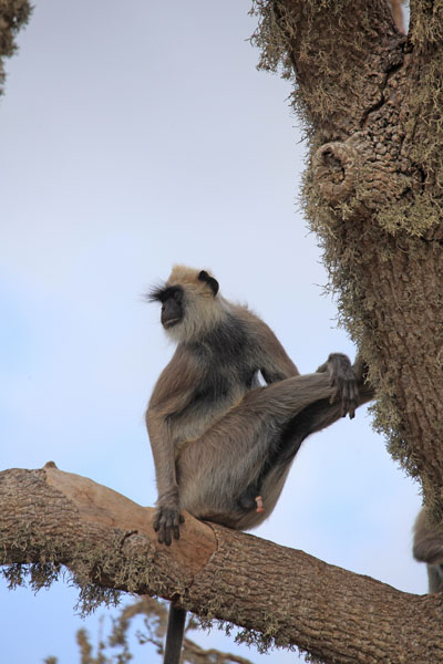 Grey Langur